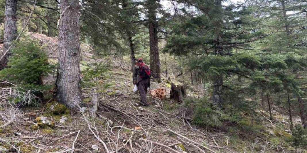 Halk arasında ‘göbek’ diye biliniyor, 1.800 rakımdan toplanıyor: Kilosu 1500 TL! 1
